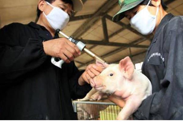 仔猪高热病的发生原因，由细菌、病毒、寄生虫混合感染等因素引起