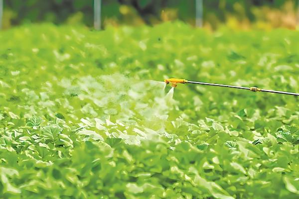 白菜根有白色蛆虫怎么处理,可喷洒敌百虫粉剂