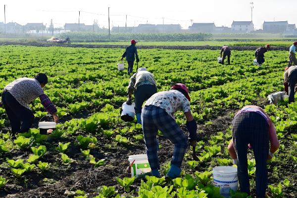 白菜根有白色蛆虫怎么处理,可喷洒敌百虫粉剂