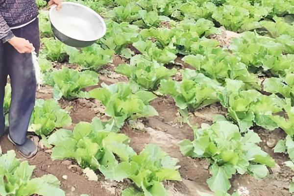 白菜根有白色蛆虫怎么处理,可喷洒敌百虫粉剂