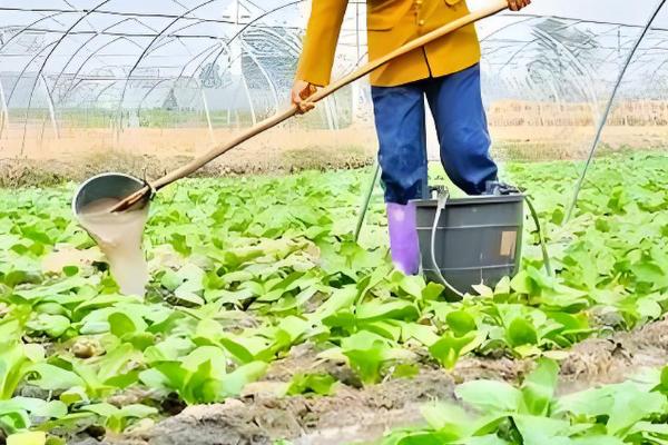 白菜根有白色蛆虫怎么处理,可喷洒敌百虫粉剂