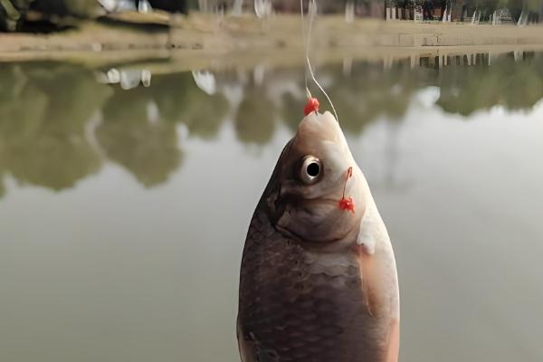 钓鲤鱼的子线是几号，根据鲤鱼体型大小进行调整