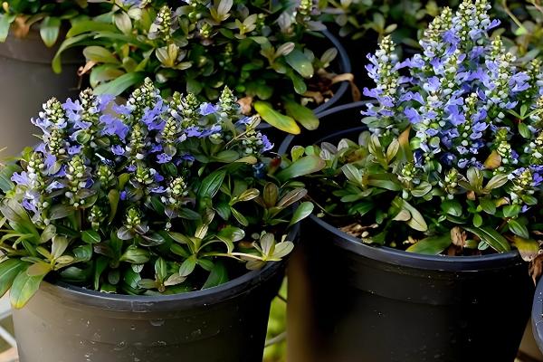 怎么养筋骨草，可以每月为其浇水2-3次