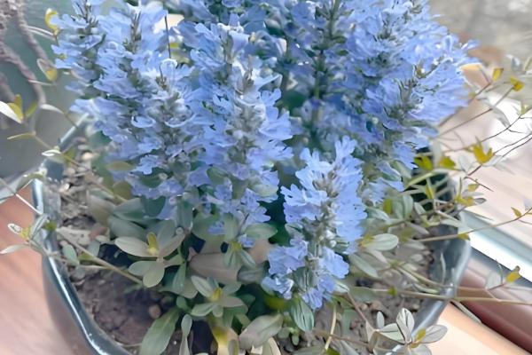 怎么养筋骨草，可以每月为其浇水2-3次