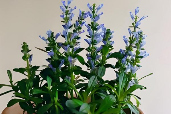 怎么养筋骨草，可以每月为其浇水2-3次