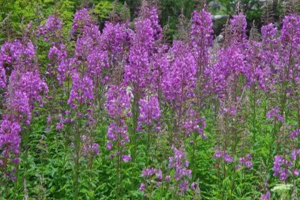 怎么养筋骨草，可以每月为其浇水2-3次