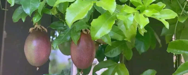 盆栽百香果多高可以打顶，1-2米的时候就要进行打顶