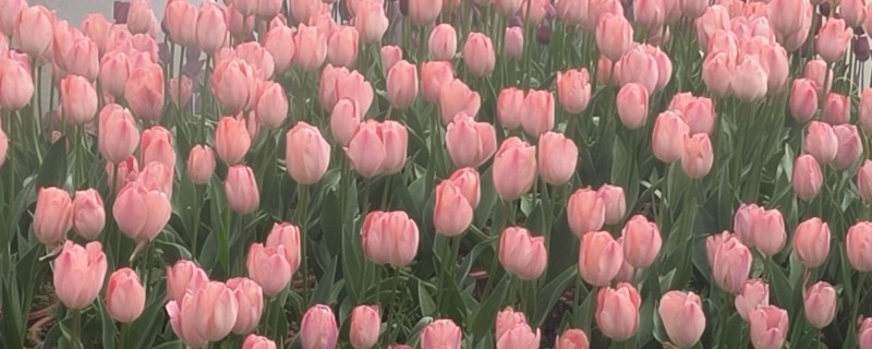 郁金香的繁殖方式，可播种也可分球繁殖