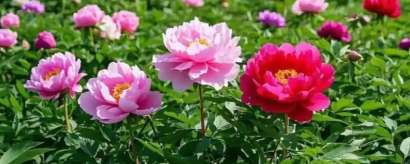 牡丹是草本植物吗，属于木本植物