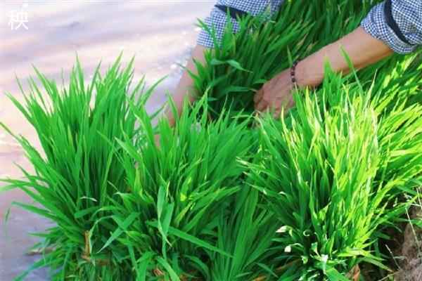 秧跟草有什么区别,其叶脉和叶舌均不同