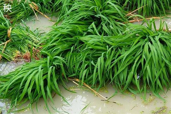 秧跟草有什么区别,其叶脉和叶舌均不同