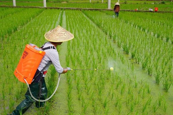 秧跟草有什么区别,其叶脉和叶舌均不同