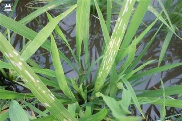 秧跟草有什么区别,其叶脉和叶舌均不同