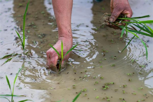 秧跟草有什么区别,其叶脉和叶舌均不同