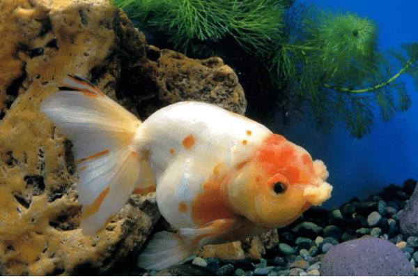 怎么判断鱼是不是在睡觉,在睡觉的时候会停止游动