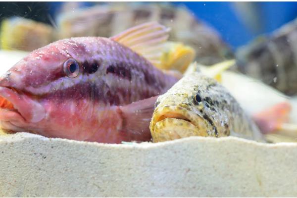 怎么判断鱼是不是在睡觉,在睡觉的时候会停止游动