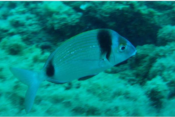 怎么判断鱼是不是在睡觉,在睡觉的时候会停止游动