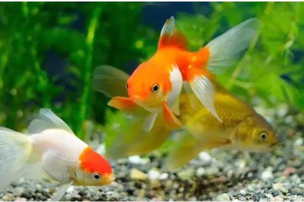 怎么判断鱼是不是在睡觉,在睡觉的时候会停止游动