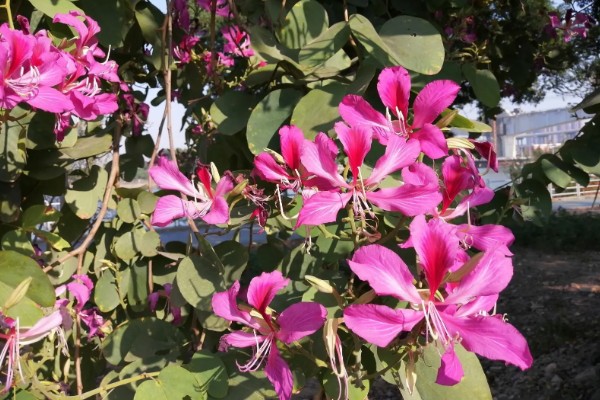 羊蹄甲的开花时间，花期为10月份至翌年5月份