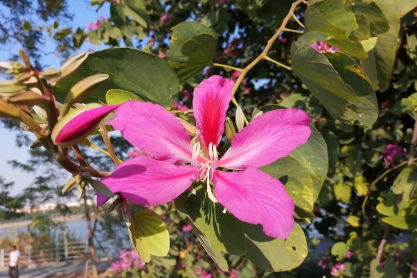 羊蹄甲的开花时间，花期为10月份至翌年5月份