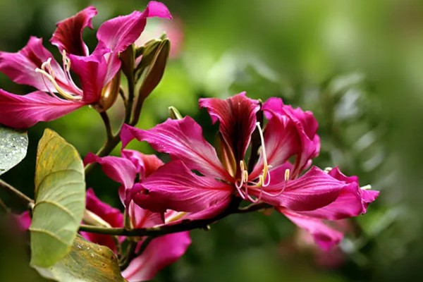 羊蹄甲的开花时间，花期为10月份至翌年5月份