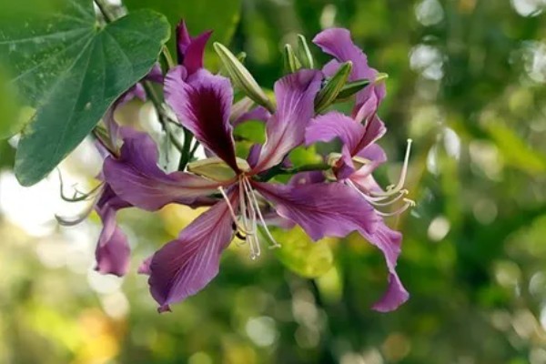 羊蹄甲的开花时间，花期为10月份至翌年5月份