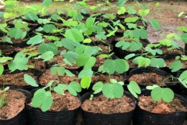 羊蹄甲的开花时间，花期为10月份至翌年5月份