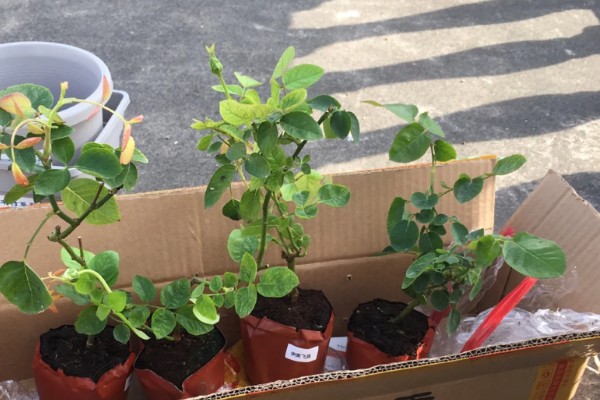 羊蹄甲的开花时间，花期为10月份至翌年5月份