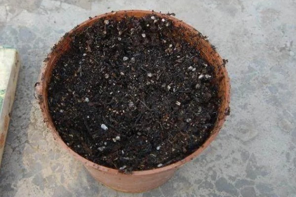 羊蹄甲的开花时间，花期为10月份至翌年5月份