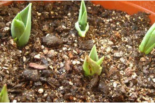 郁金香的繁殖方式，可播种也可分球繁殖