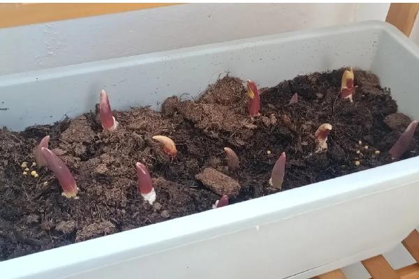 郁金香的繁殖方式，可播种也可分球繁殖