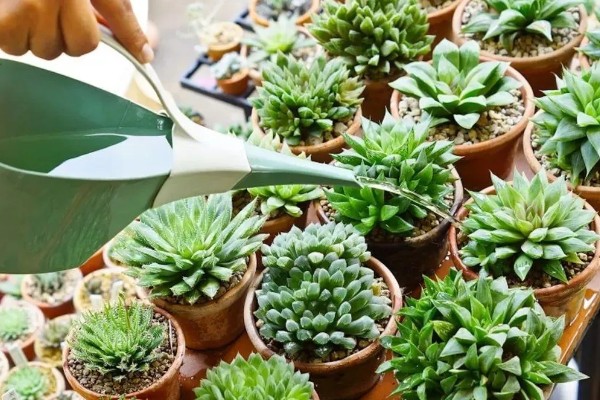 多肉的浇水量，因花盆大小、多肉品种而异