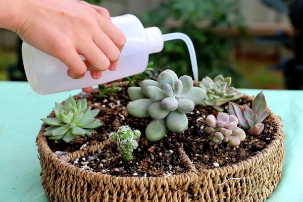 多肉的浇水量，因花盆大小、多肉品种而异