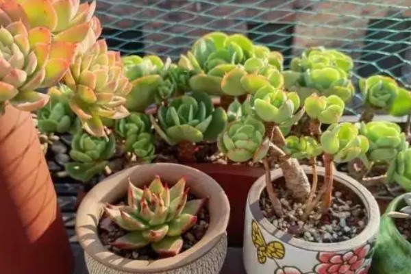 多肉的浇水量，因花盆大小、多肉品种而异