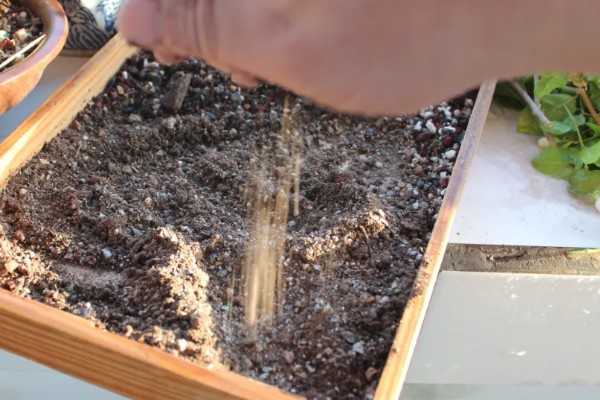 多肉的浇水量，因花盆大小、多肉品种而异