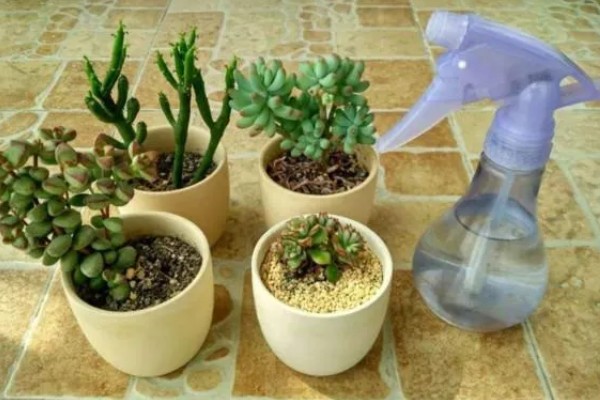 多肉的浇水量，因花盆大小、多肉品种而异