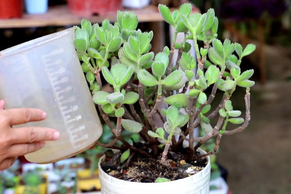 多肉的浇水量，因花盆大小、多肉品种而异