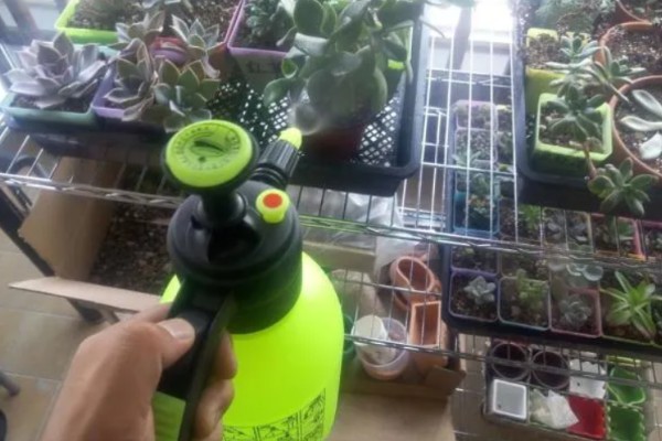 多肉的浇水量，因花盆大小、多肉品种而异