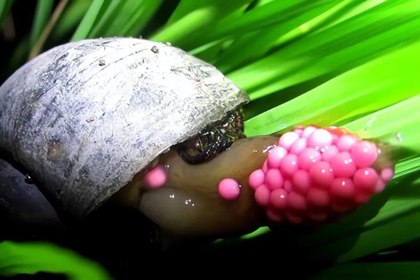 福寿螺好不好养，很好养