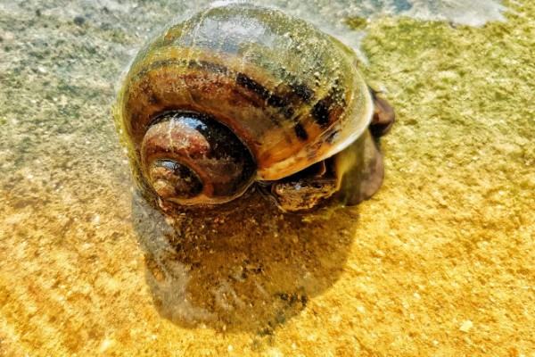 福寿螺好不好养，很好养