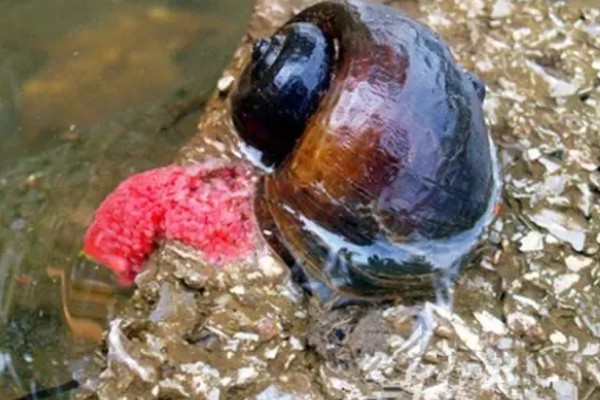 福寿螺好不好养，很好养