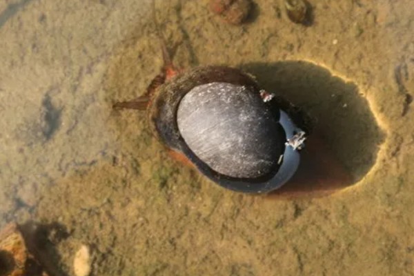 福寿螺好不好养，很好养