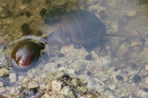 福寿螺好不好养，很好养