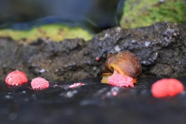 福寿螺好不好养，很好养