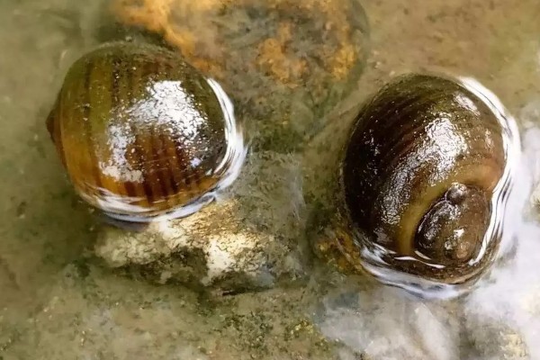 福寿螺好不好养，很好养