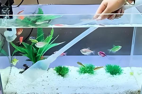 鱼烂尾巴能不能放盐,换水升温后再加盐