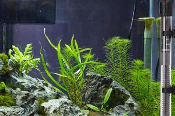 鱼烂尾巴能不能放盐,换水升温后再加盐