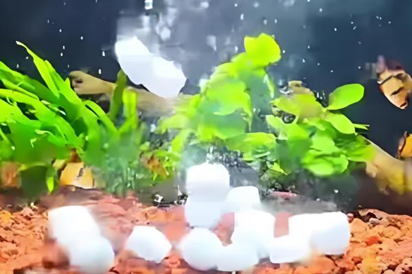 鱼烂尾巴能不能放盐,换水升温后再加盐