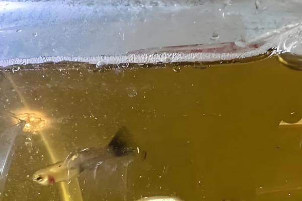 鱼烂尾巴能不能放盐,换水升温后再加盐