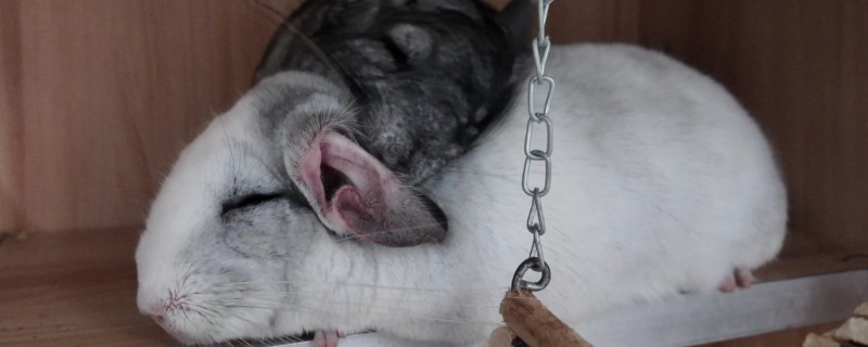 龙猫多大才能繁殖，雄性龙猫达到4-6月龄左右就会性成熟